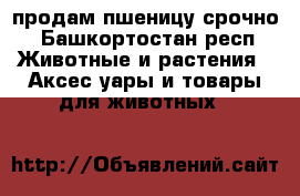 продам пшеницу срочно - Башкортостан респ. Животные и растения » Аксесcуары и товары для животных   